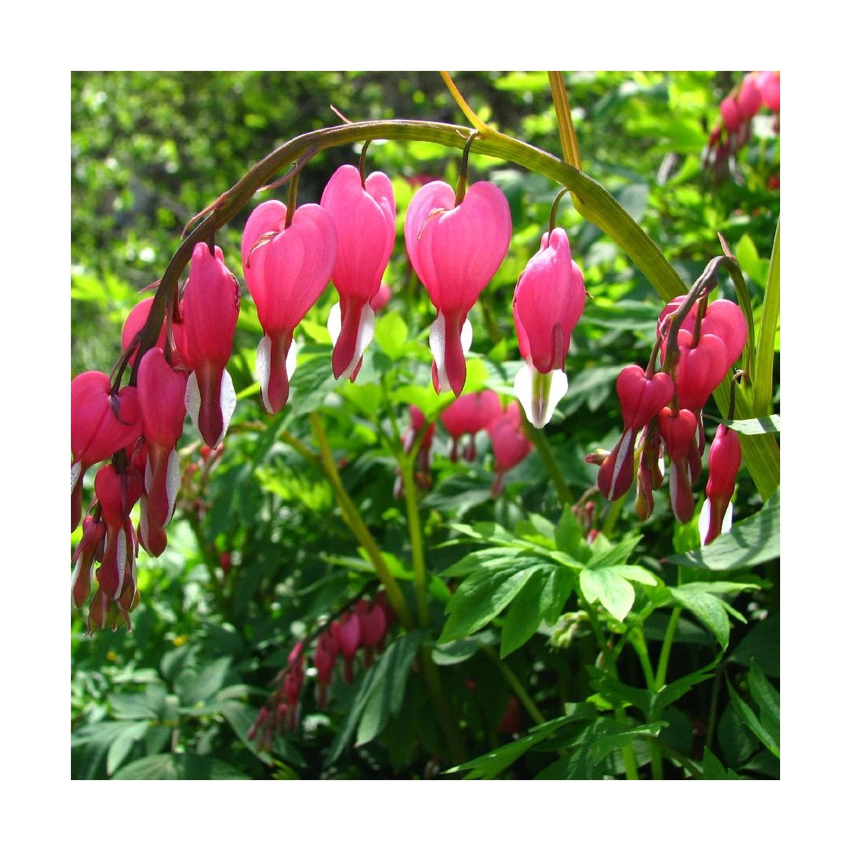 Coeur de Marie Coeur de Marie