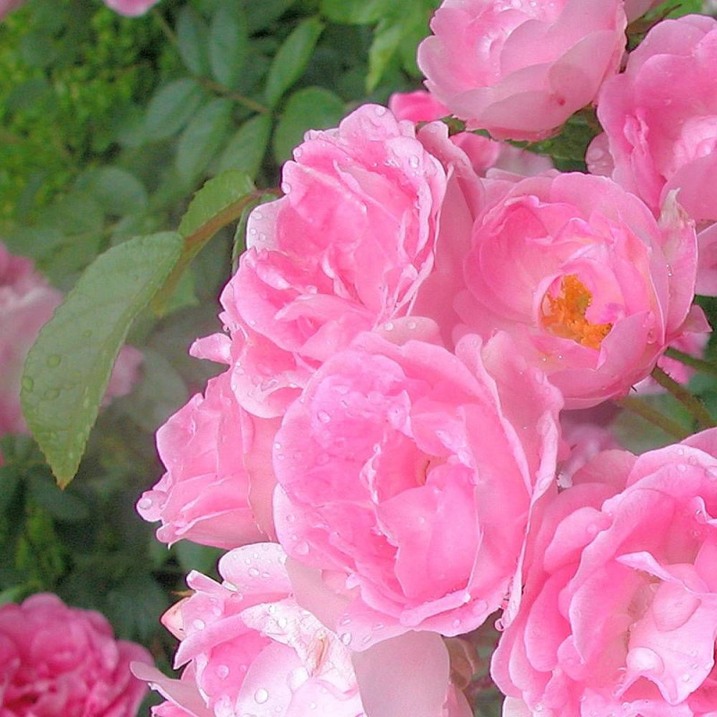 Rosier à fleurs groupées Maman Turbat