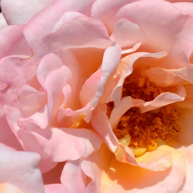Rosier à fleurs groupées Pierre Herme® 'Evecot'