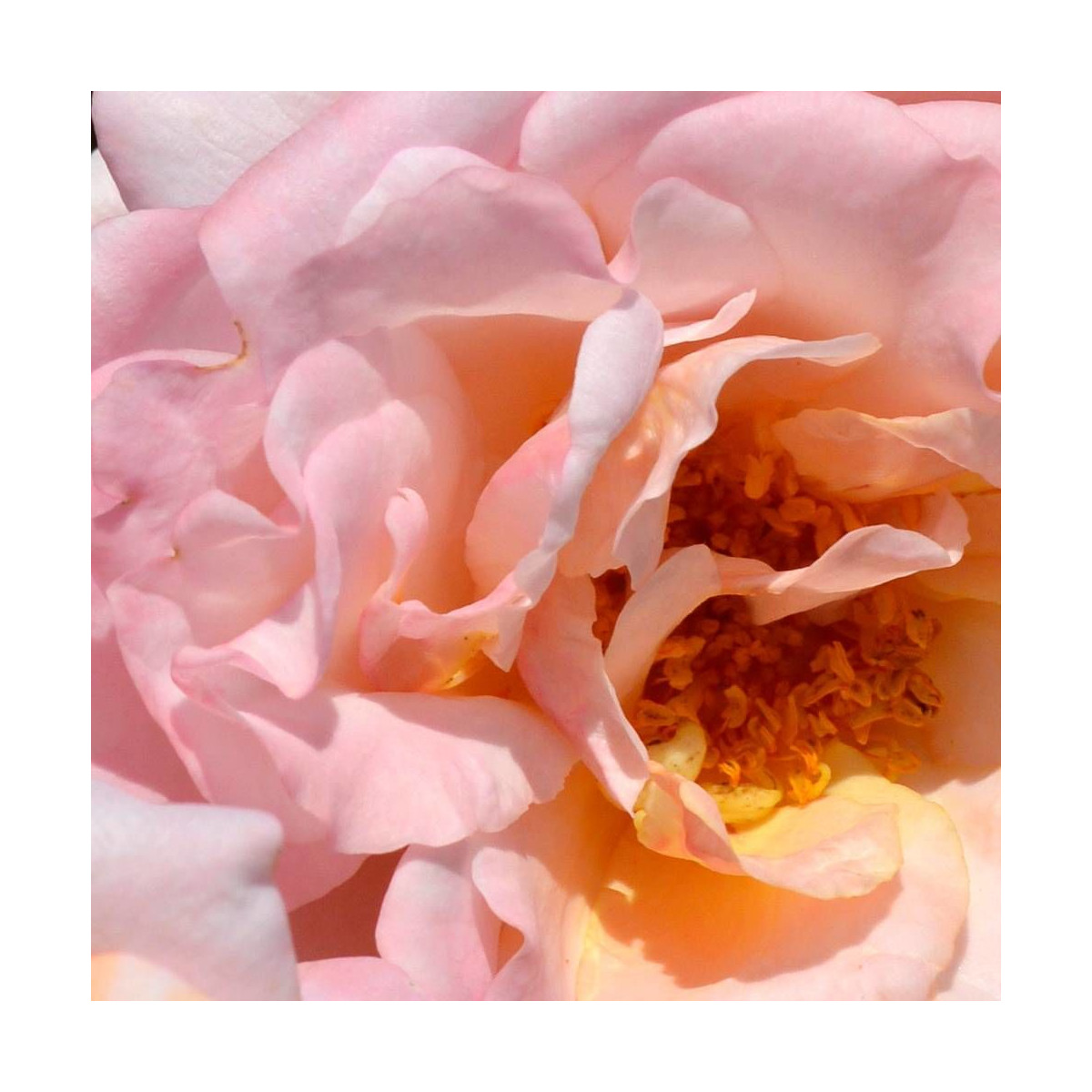 Rosier arbustif Pierre Herme® 'Evecot'