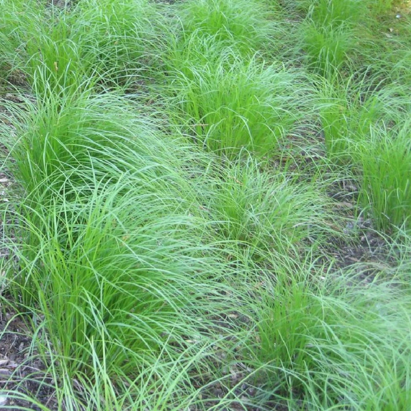 Laîche de pennsylvanie, Carex