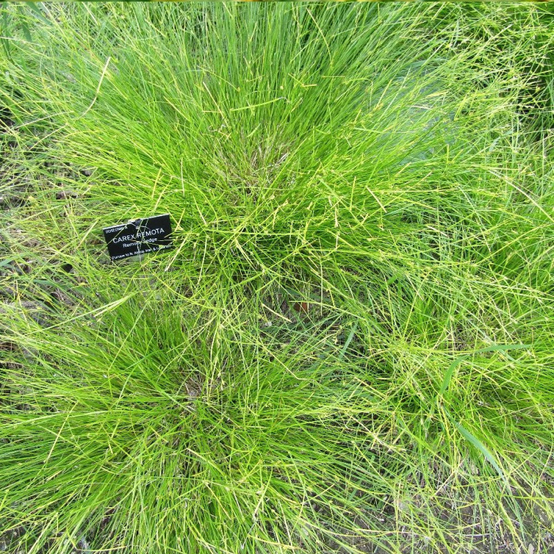 Laîche à épis espacés, Carex