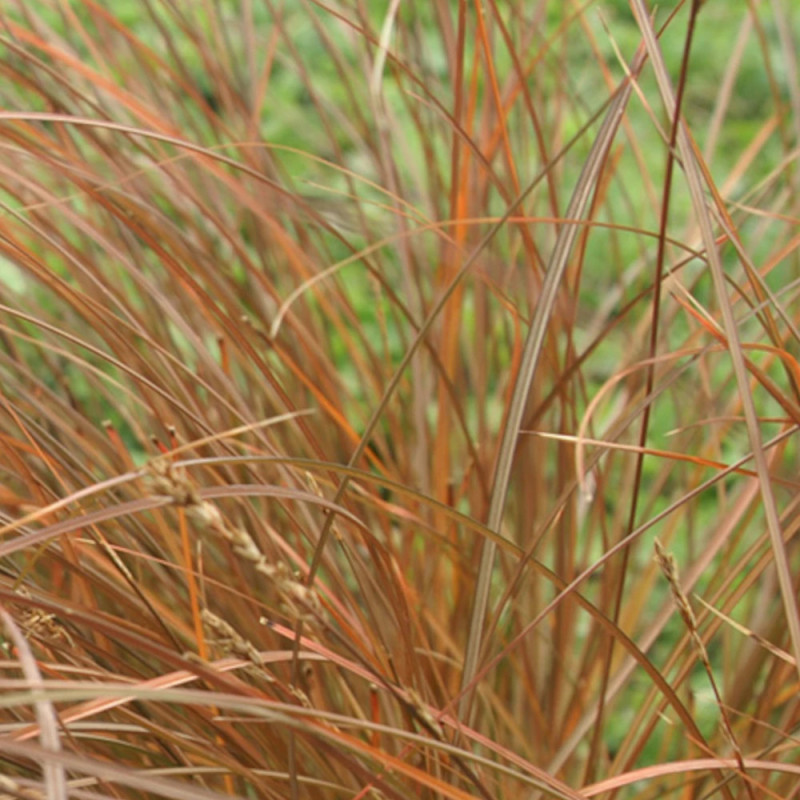 Laîche à tiges minces, Carex