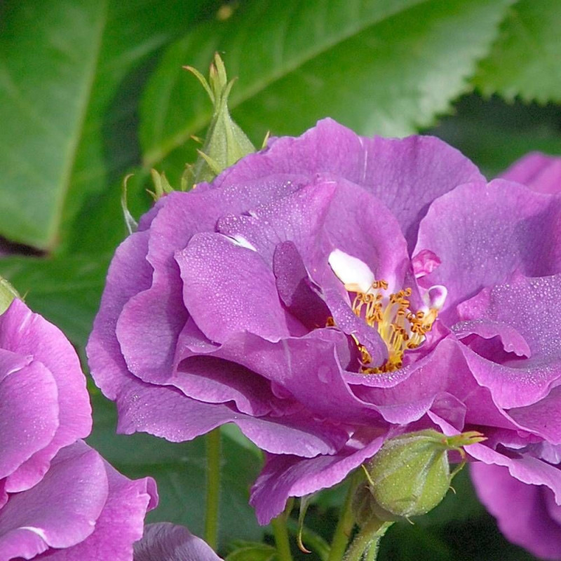Rosier à fleurs groupées Rhapsody in Blue® 'Frantasia'