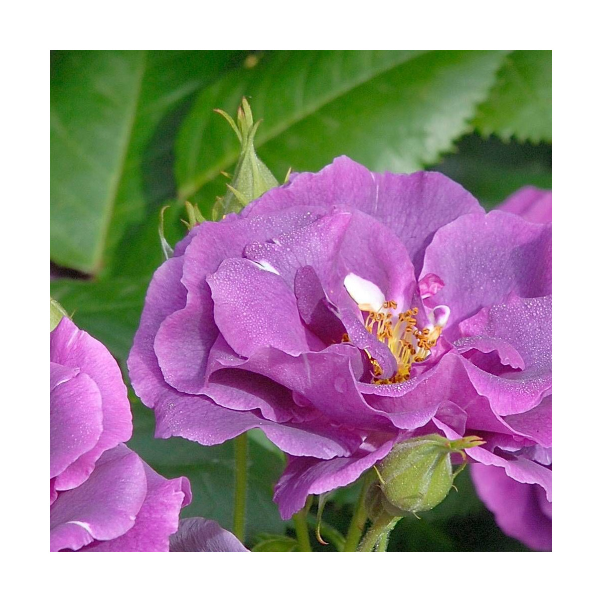 Rosier arbustif Rhapsody in Blue® 'Frantasia' Rosier arbustif Rhapsody in Blue® 'Frantasia'