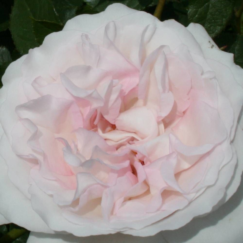 Rosier à fleurs groupées Rose Blush® 'Evevic'