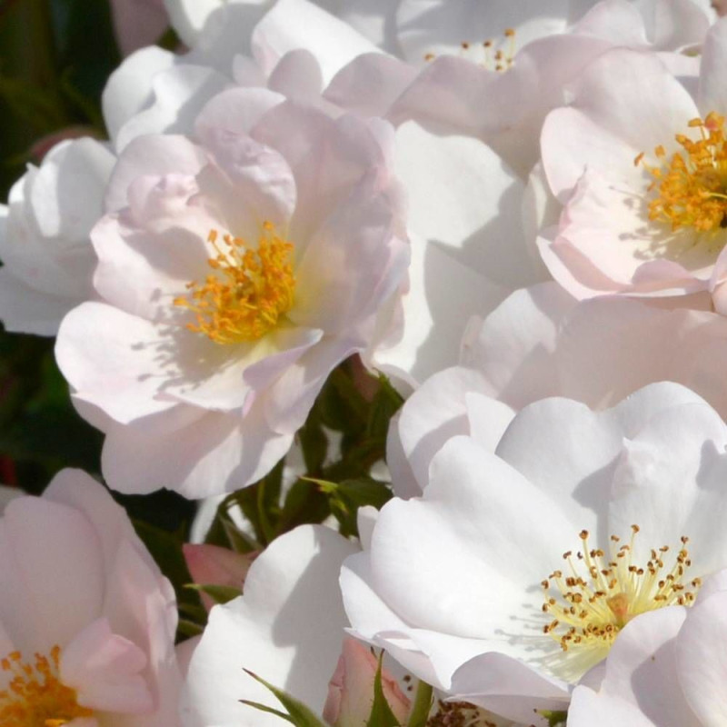 Rosier à fleurs groupées Rosée du Matin® 'Evematch'