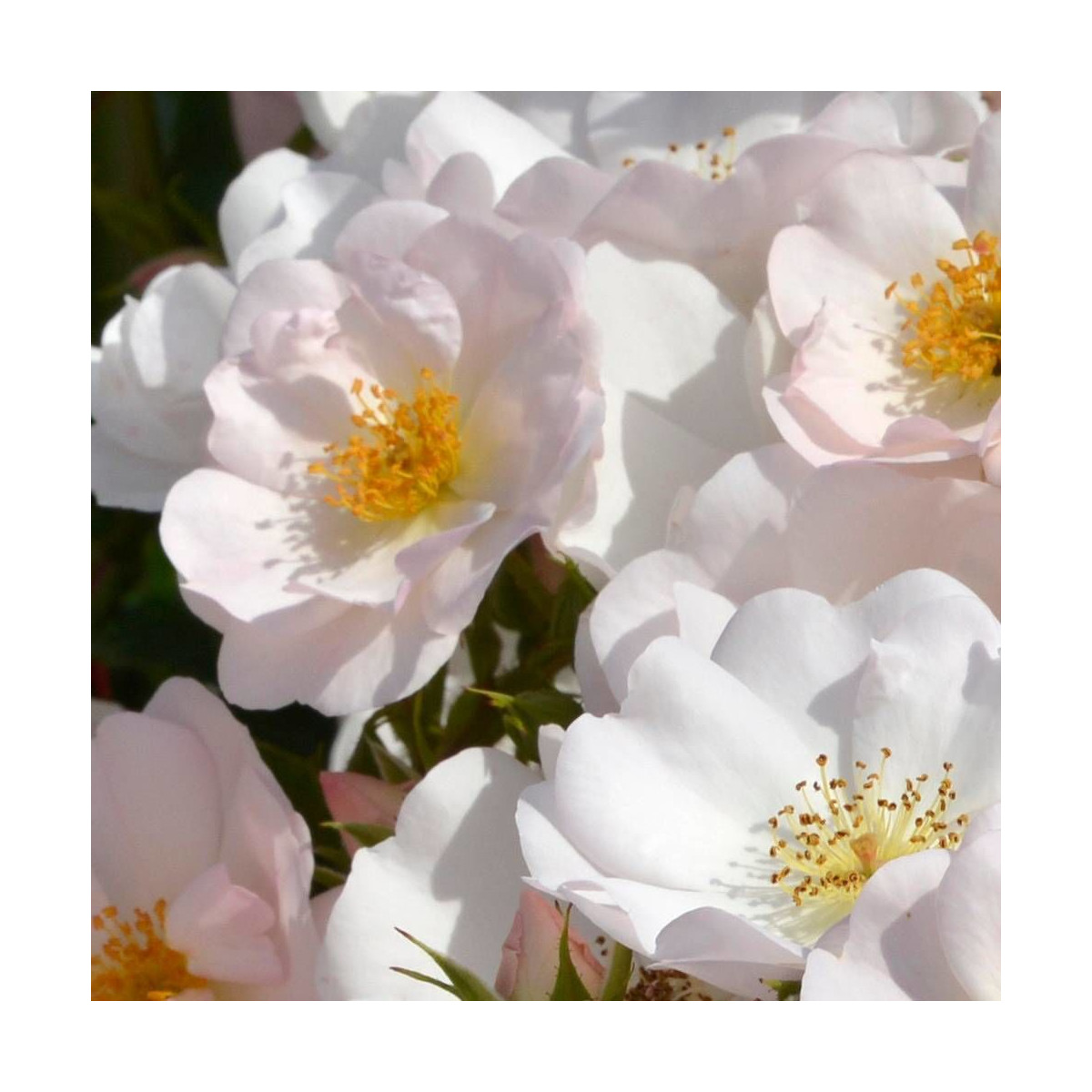 Rosier arbustif Rosée du Matin® 'Evematch'