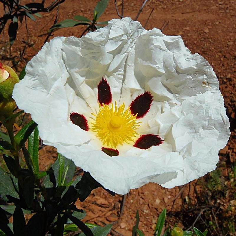 Ciste des Corbière, Cistus