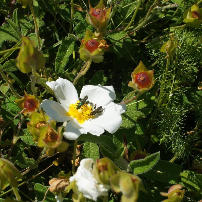 Ciste des Corbière, Cistus