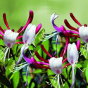 Chèvrefeuille Fragrant Cloud® 'Chojnov'