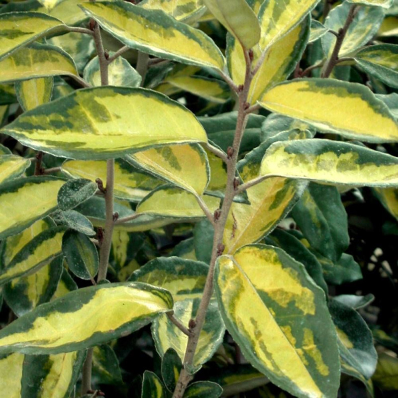 Elaeagnus panaché Viveleg®, Chalef