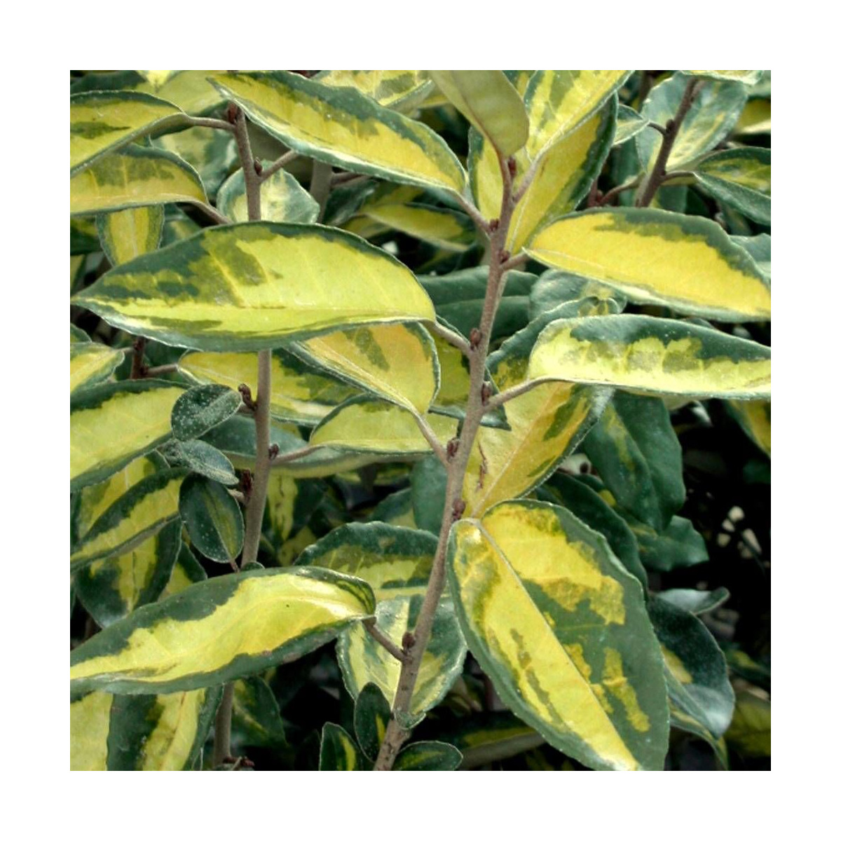 Elaeagnus panaché Viveleg®, Chalef