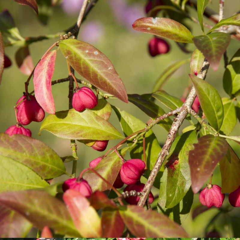 Fusain d'Europe, Euonymus
