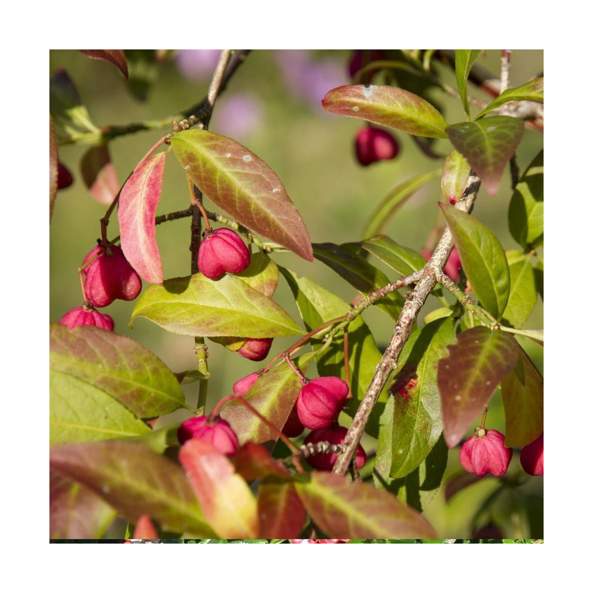 Fusain d'Europe, Euonymus
