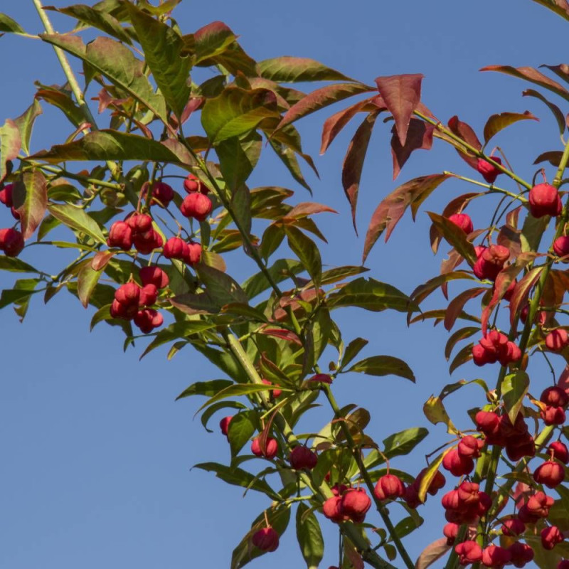 Fusain d'Europe, Euonymus