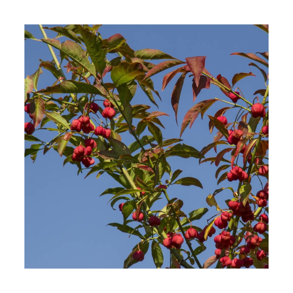 Fusain d'Europe, Euonymus