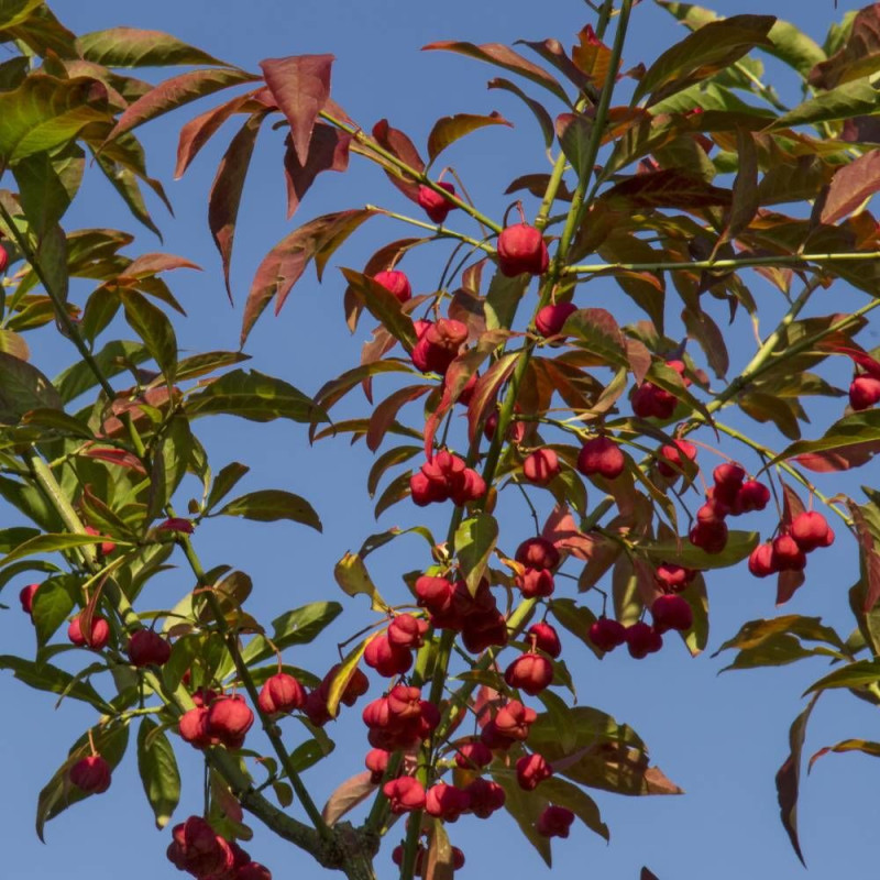 Fusain d'Europe, Euonymus