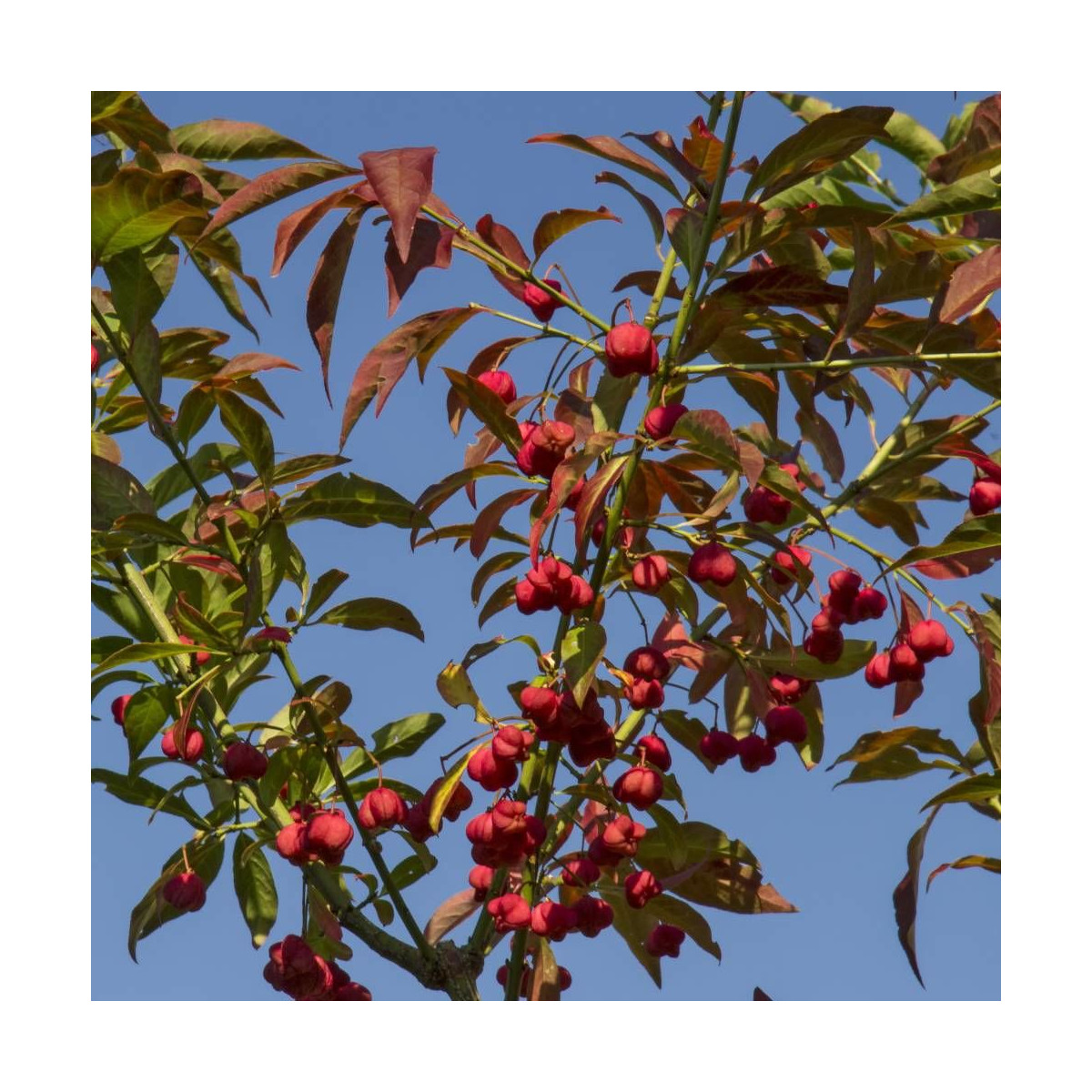 Fusain d'Europe, Euonymus