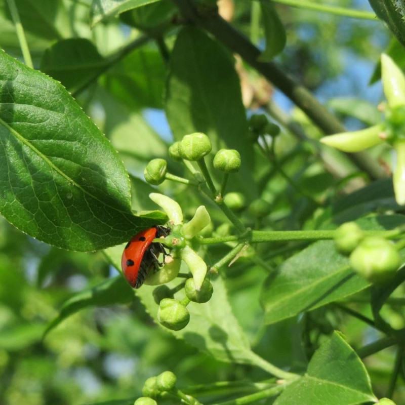 Fusain d'Europe, Euonymus