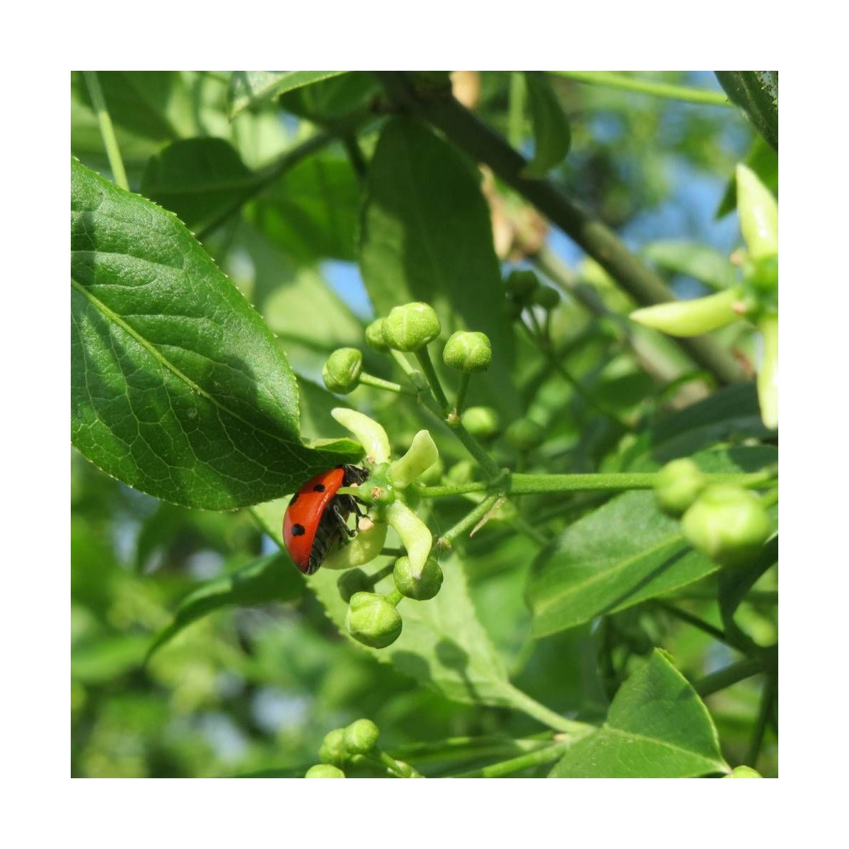 Fusain d'Europe, Euonymus