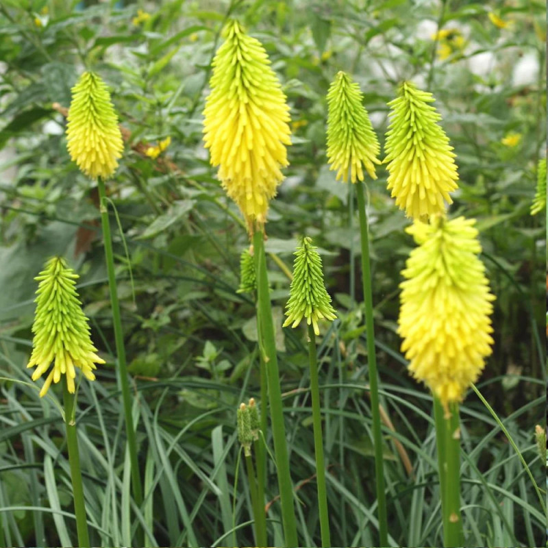 Kniphofia, Tison de Satan Bee's Lemon