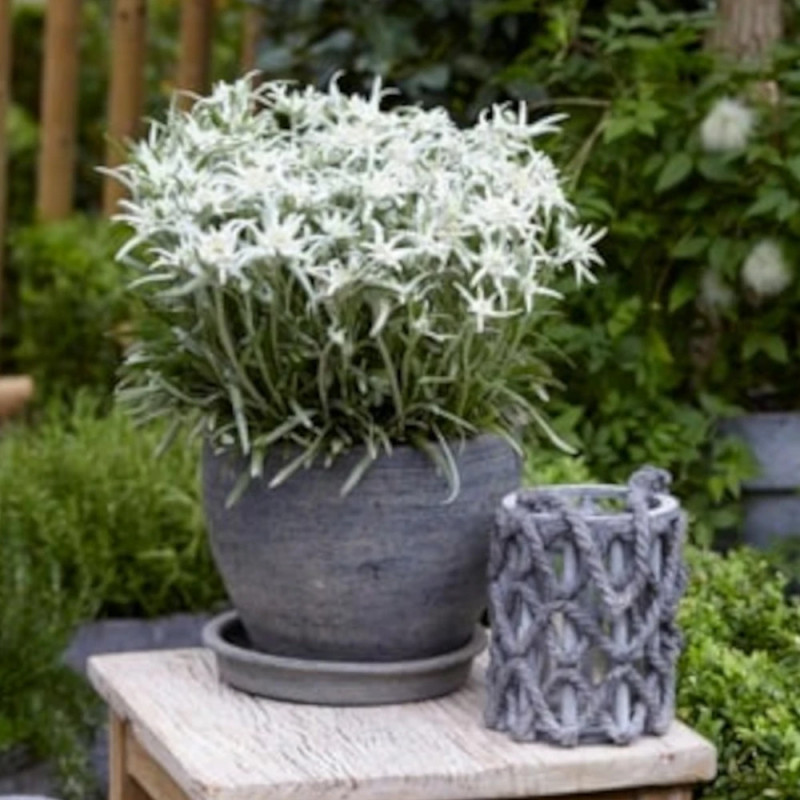 Edelweiss des Alpes Blossom of Snow 'Berghman'