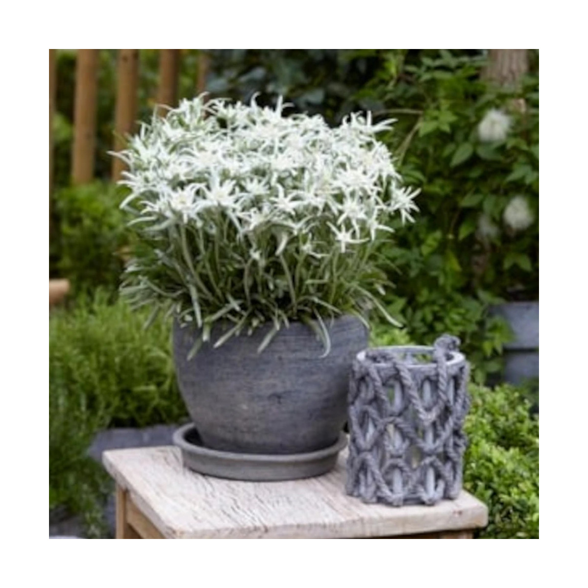Edelweiss des Alpes Blossom of Snow 'Berghman'