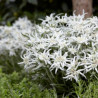 Edelweiss des Alpes Blossom of Snow \'Berghman\'