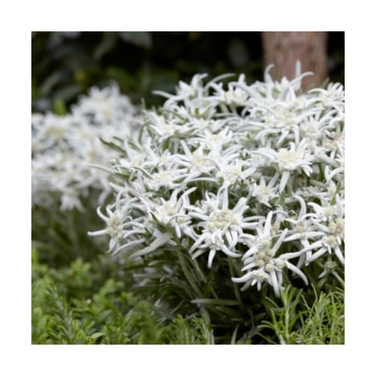 Edelweiss des Alpes Blossom of Snow 'Berghman'