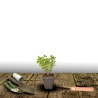 Herbe aux chats - Menthe des chats Citriodora, Nepeta