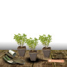 Herbe aux chats - Menthe des chats Citriodora, Nepeta