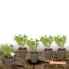 Herbe aux chats - Menthe des chats Citriodora, Nepeta