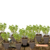 Herbe aux chats - Menthe des chats Citriodora, Nepeta
