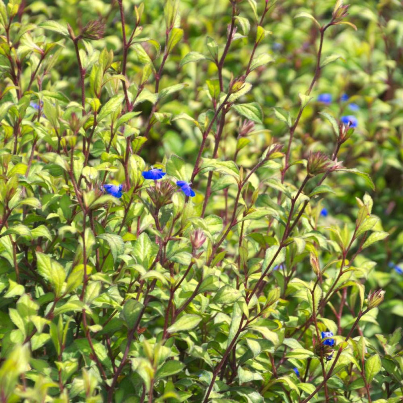 Plumbago de Willmott willmottianum