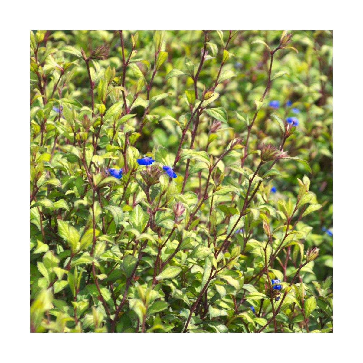 Plumbago de Willmott willmottianum