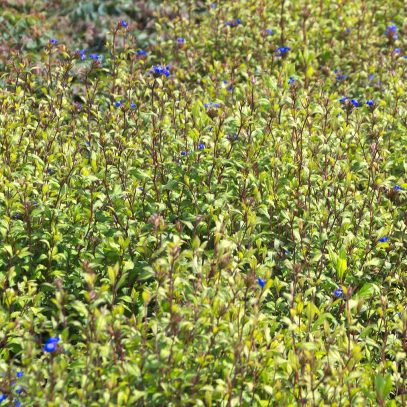 Plumbago de Willmott
