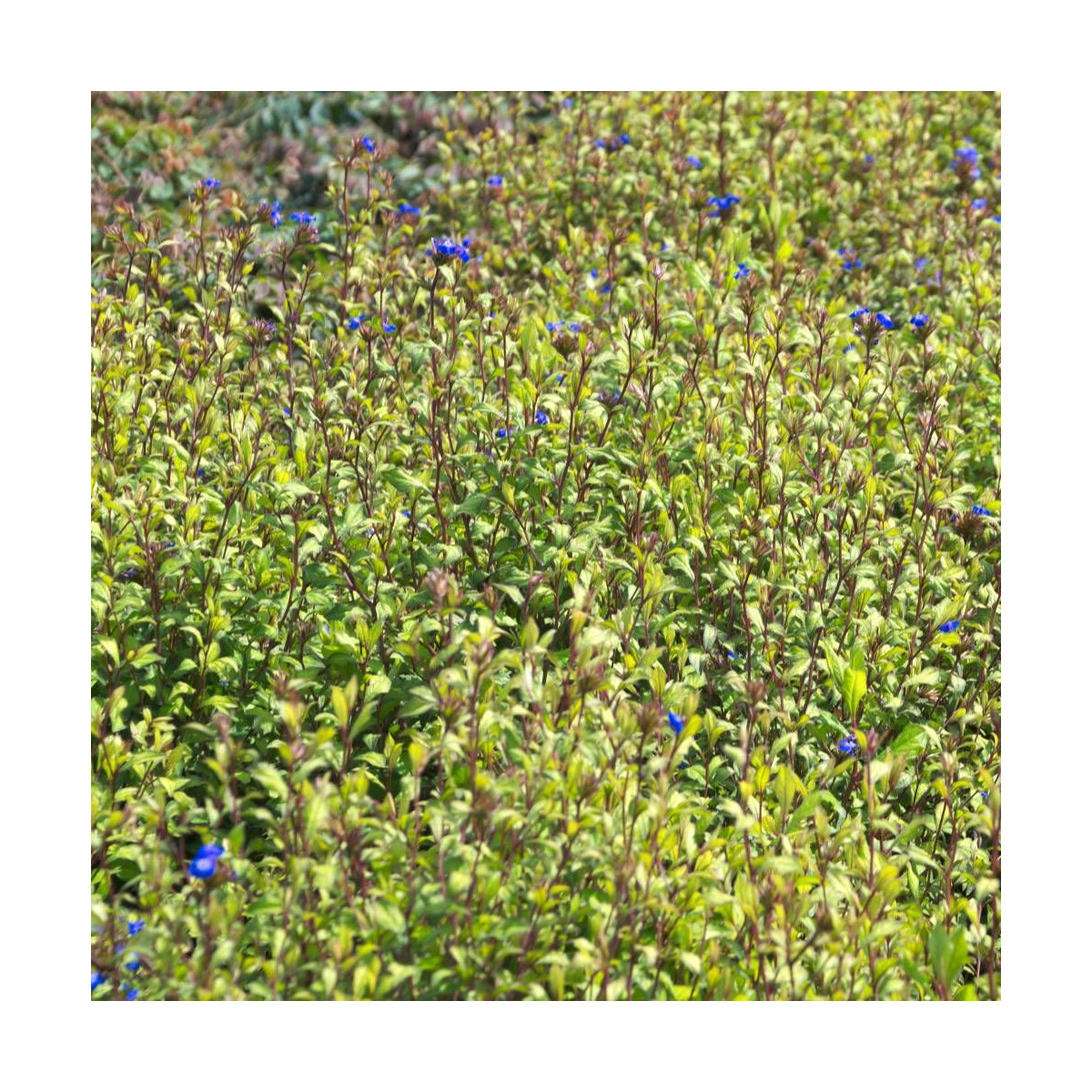 Plumbago de Willmott willmottianum