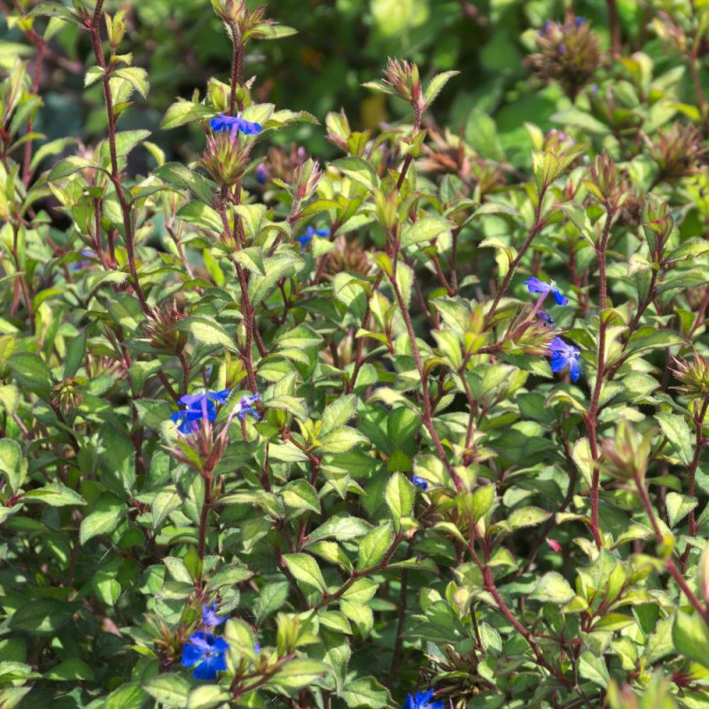Plumbago de Willmott