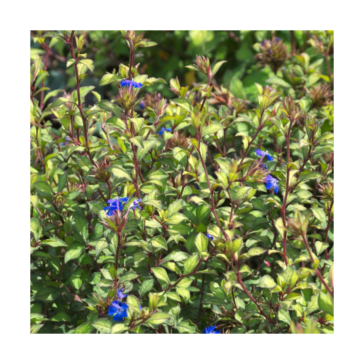 Plumbago de Willmott willmottianum