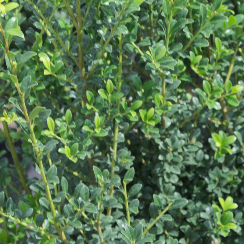 Houx crénelé Chat'o® 'FarrowSK6', Ilex crenata