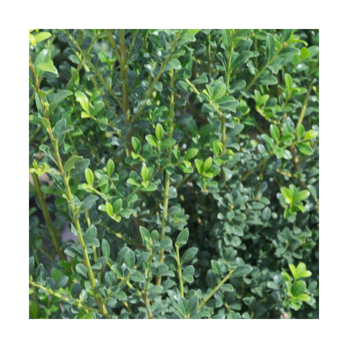 Houx crénelé Chat'o® 'FarrowSK6', Ilex crenata