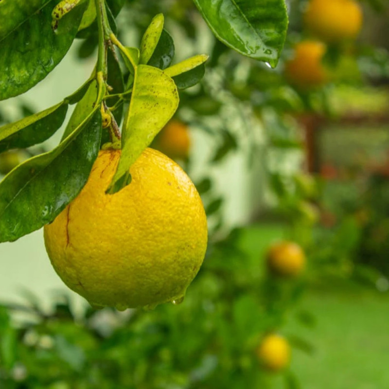 Limequat, Citrus
