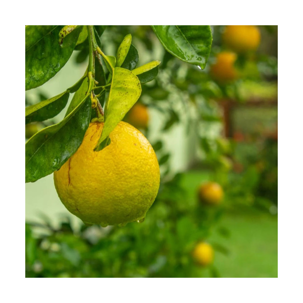 Limequat