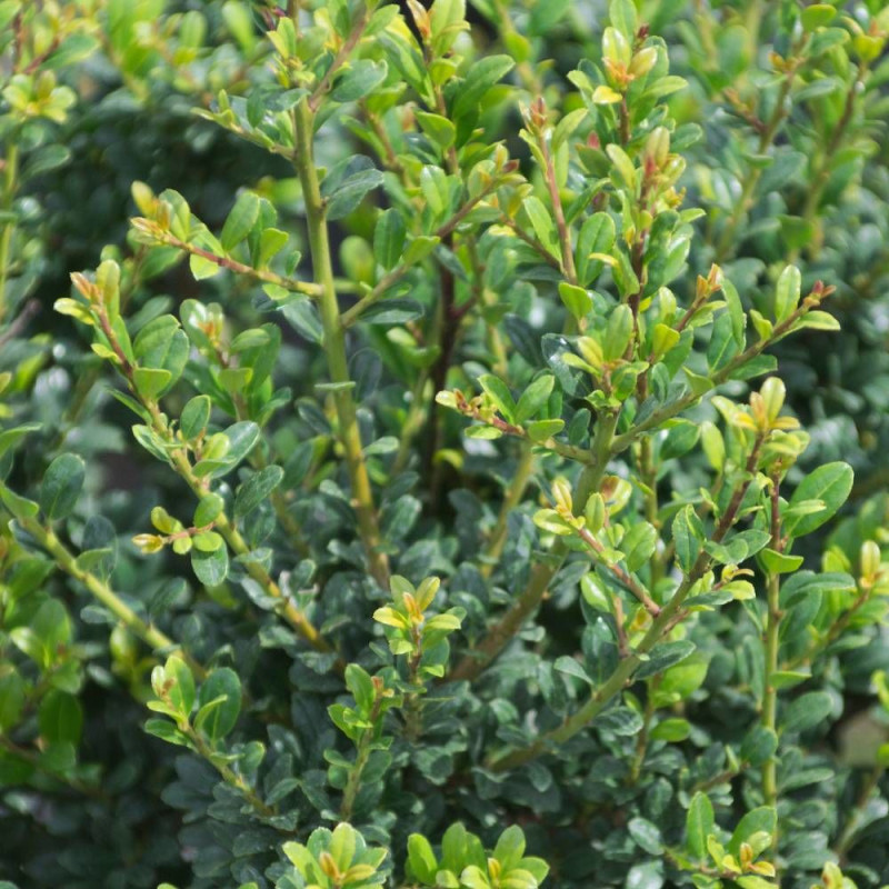 Houx crénelé Patti'o® 'FarrowSK6', Ilex crenata