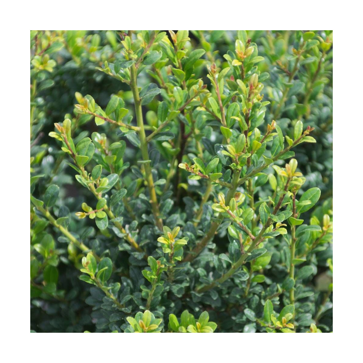 Houx crénelé Patti'o® 'FarrowSK6', Ilex crenata
