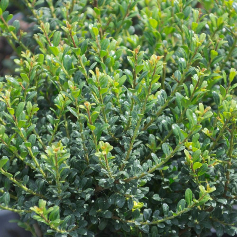 Houx crénelé Patti'o® 'FarrowSK6', Ilex crenata