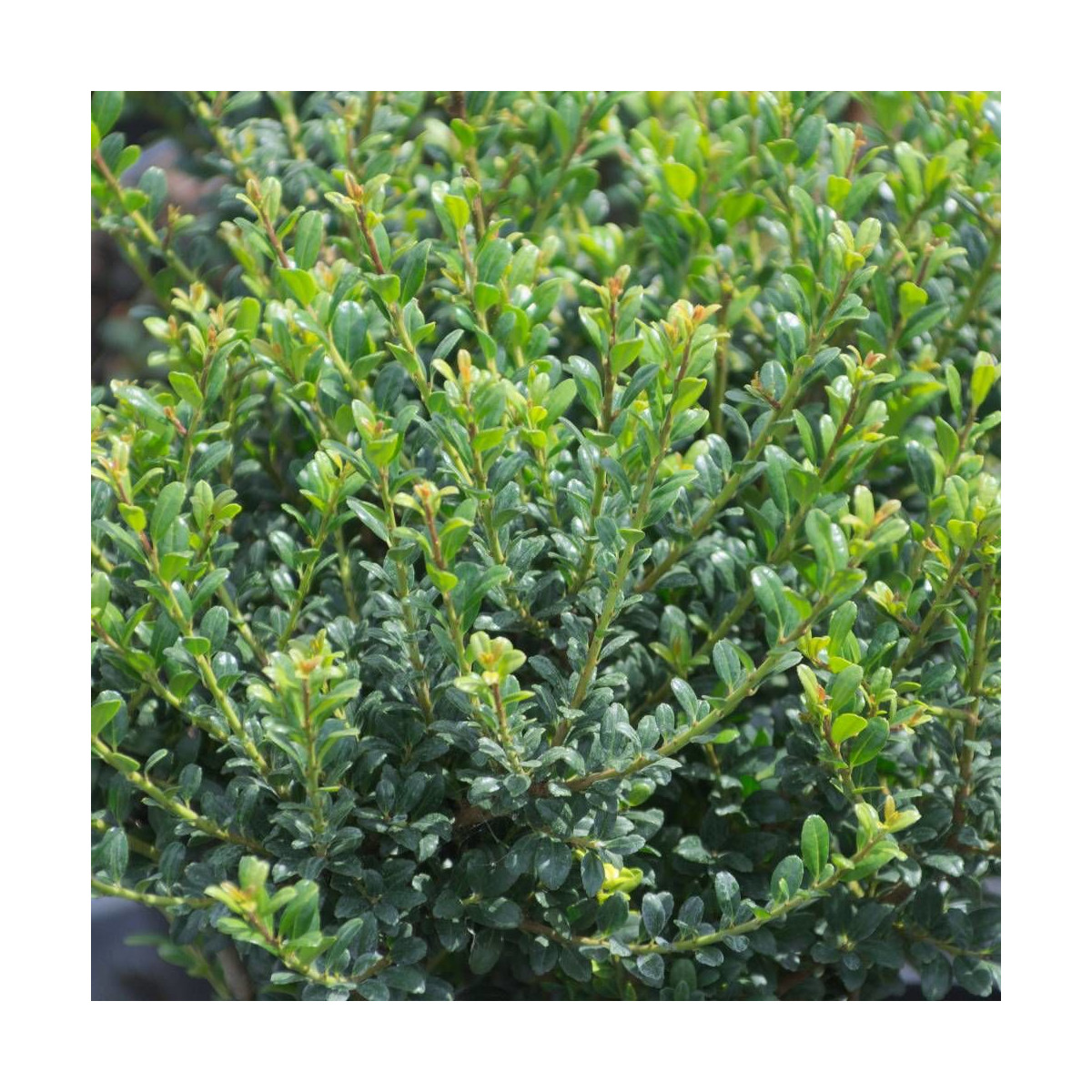 Houx crénelé Patti'o® 'FarrowSK6', Ilex crenata
