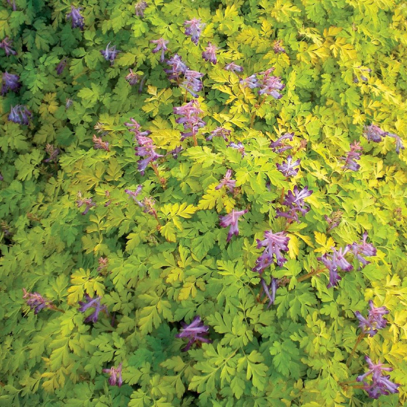 Corydalis Berry Exciting