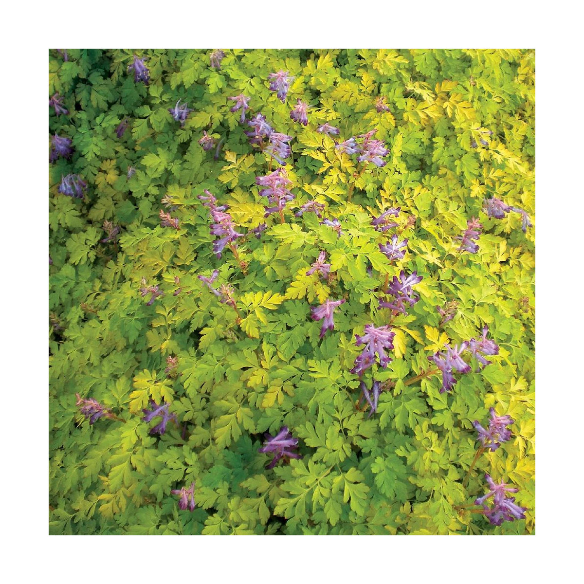 Corydalis Berry Exciting Corydalis Berry Exciting